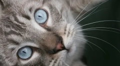 Има азис: чудо со сино очи