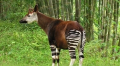 Ога - шумска жирафа од легенди