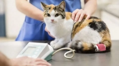 Прва помош мачка