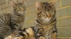 Боја табби: откријте ги сите тајни