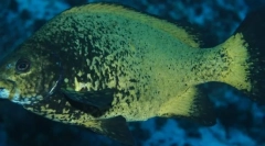 Перч-како риба