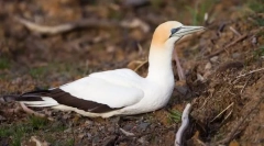 Олуша австралија