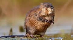 Ondatra (фото) - промотивен пливач родент