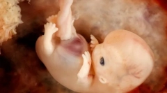 Онтогенеза и вродени модели