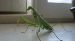 Дали мантисот е опасен за еден човек?