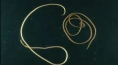 Дали е опасниот паразитски коњ коса