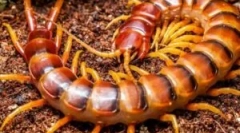 Ли залак свитоци?