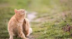 Дали увото на мачката е опасно?