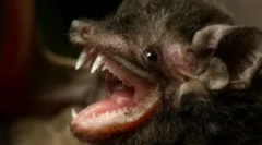 Дали е опасно за лисците?