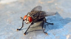 Се спални опасни?