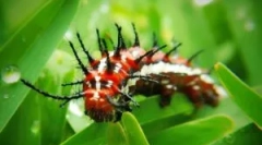 Опасни и отровни пеперутки и гасеници