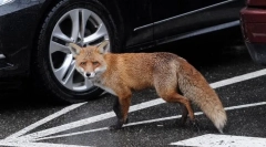 Опасни животни со најмногу безопасни и слатки изглед