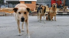 Опасни животни