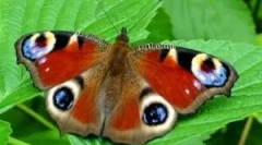 Опис и начин на живот пеперутка паун очи