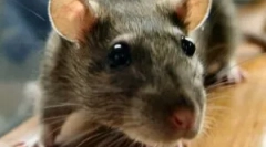 Опис и начин на живот стаорец