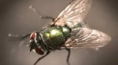 Опис, структура и аеродинамички својства на муви