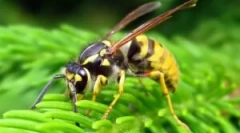 Опис, градење и начин на живот