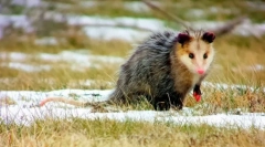 Oposatsum (фото): смешно бебе