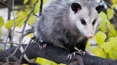 Opossum