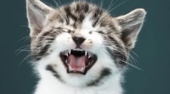 Долна долна усна во кота: причини и методи за лекување