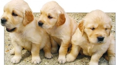 Тумори на бубрезите и мочниот меур