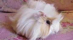 Искуство во одржување на заморската свиња на еден од нашите читатели