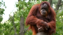 Орангутан