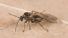 Орев и други галерии