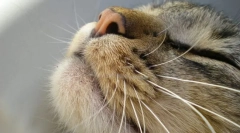 Мачки чувства органите