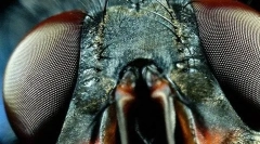 Орган на чувствата на инсекти