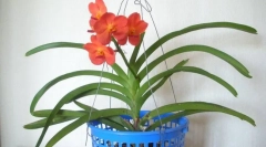 Вклучете орхид