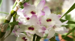 Orchid dendrobium