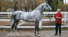 Орловски рисак