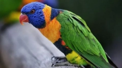 Орнитологија