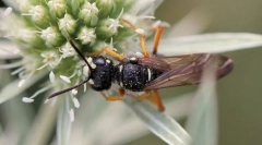 Оса-мимарида