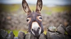 Магаре - див брат ишак