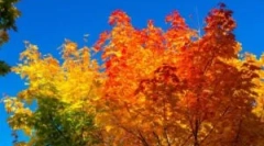 Есен третман на поликарбонатна стаклена градина