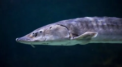 Остер атлантик