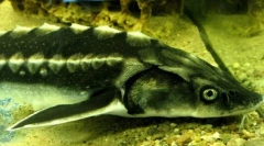 Руски есетра