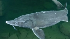 Ostr сибирски