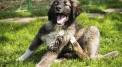 Јака kiltics кутре од bloch и tings