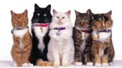 Јака од bloch и tings beafar (beaphar)