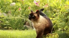 Јака од болви и крлежи за мачки: како да изберете