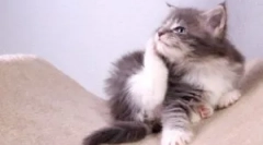 Јака од болви и крлежи за маче