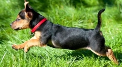 Јака на крлежи за кучиња: што е подобро?