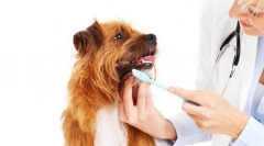 Инспекција и грижа за кучето