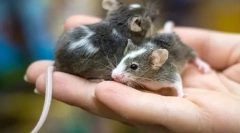 Главните разлики на глувчето од стаорец, што е разликата и сличноста