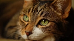 Основна заблуда на сопствениците за мачки