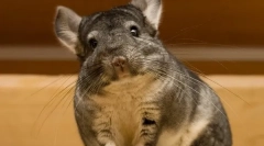 Карактеристики и интересни факти за chinchillach