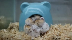 Карактеристики и стапката на спиење на хрчаци